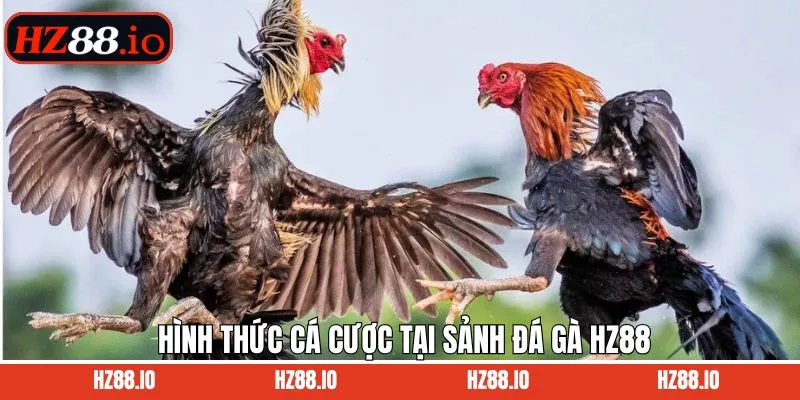 Một số cửa cược hấp dẫn khi đặt kèo đá gà tại HZ88