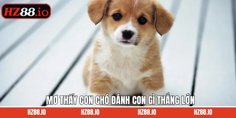 Mơ thấy con chó đánh con gì để thắng lợi lớn tại HZ88