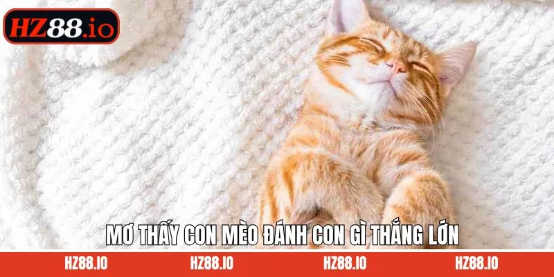 Mơ thấy con mèo đánh giá để giành thắng lợi lớn HZ88