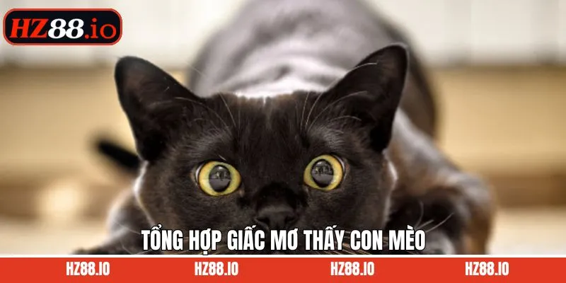 Tìm hiểu về các điềm báo về việc mơ thấy mèo đánh con gì