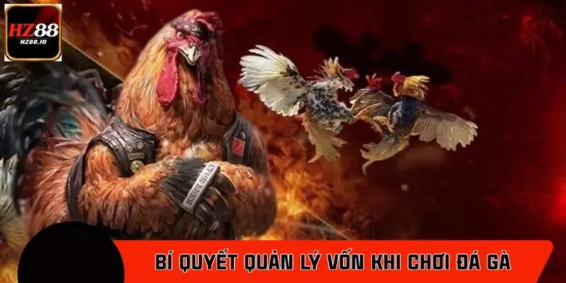 Bí Quyết Quản Lý Vốn Khi Chơi Đá Gà Hạn Chế Rủi Ro Tại HZ88