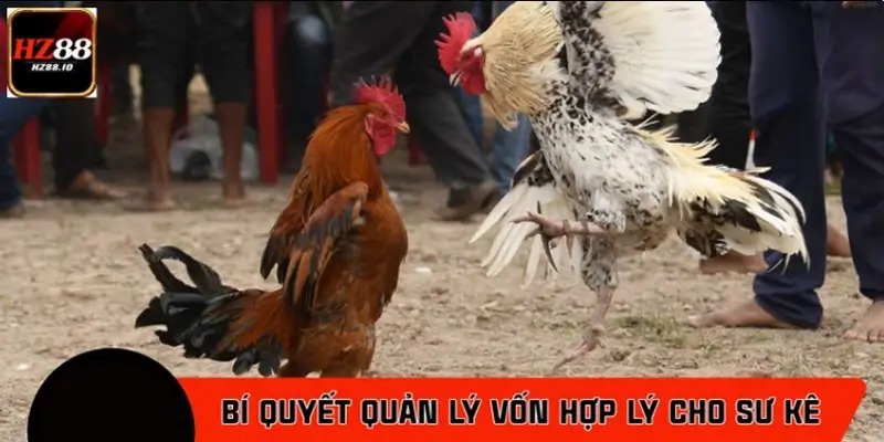 Bí quyết quản lý vốn khi chơi đá gà hợp lý cho sư kê