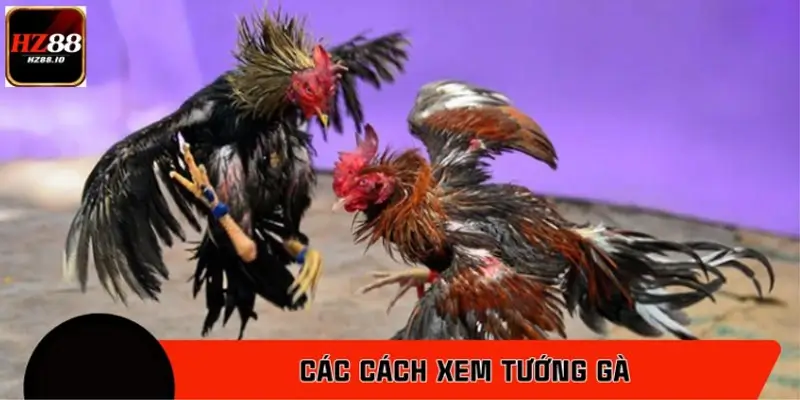 Các cách xem tướng gà ít người biết được cao thủ tin dùng