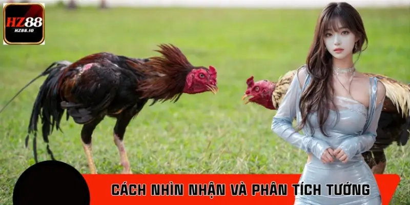 Cách nhìn nhận và phân tích tướng của gà chiến