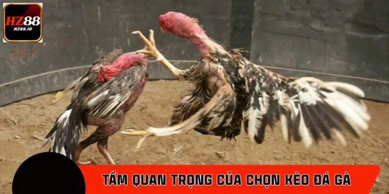 Tầm quan trọng của việc chọn kèo đá gà đúng cách